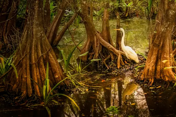 Respostas da Fauna às Mudanças Climáticas