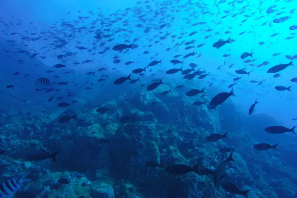 Mudanças na Pesca: Adaptação às Alterações Climáticas Oceânicas